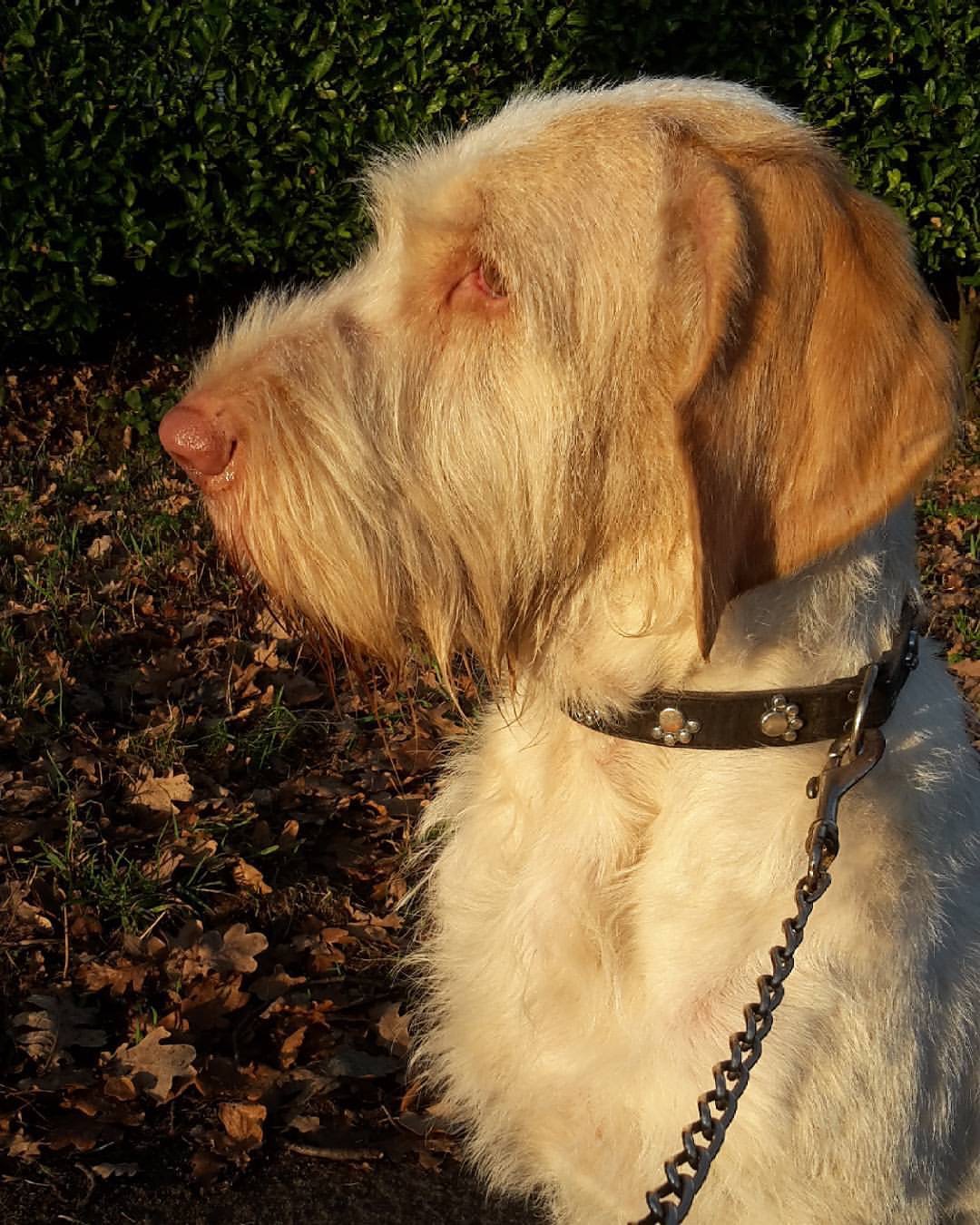 Een langharige hond in het zonlicht