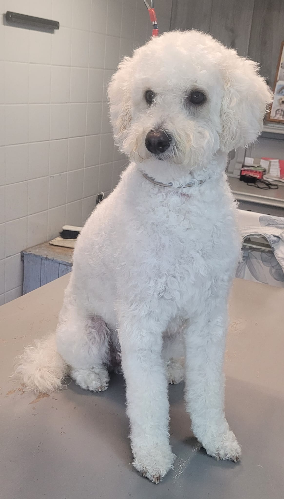 Een wit hondje met een verzorgd kapsel op de trimtafel