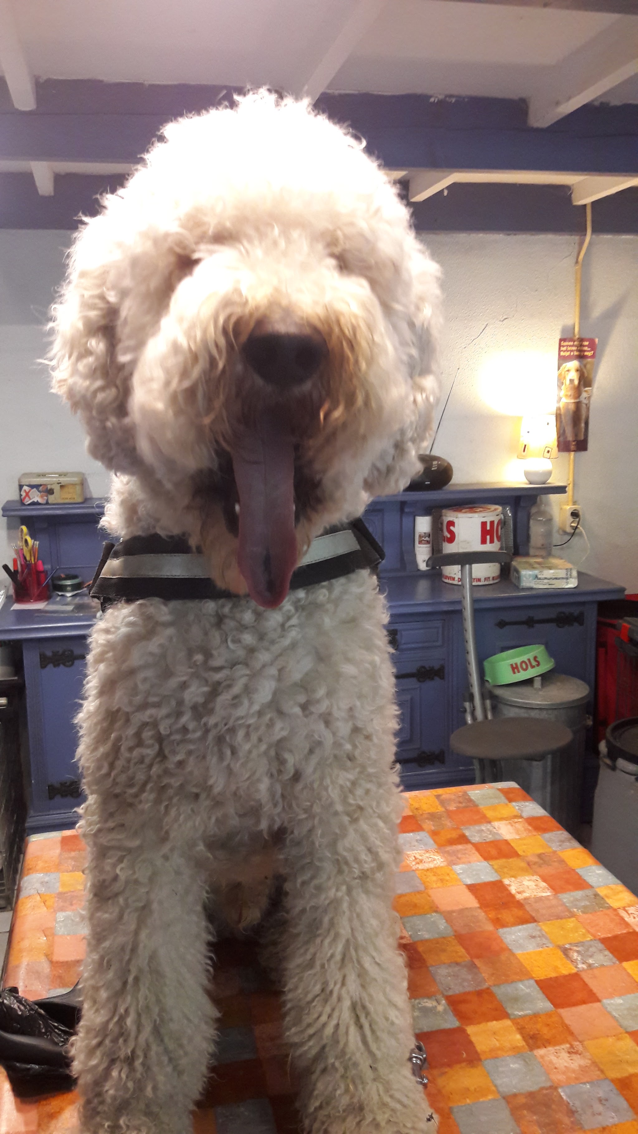 Een getrimde krulharige hond kijkt in de camera